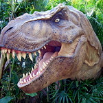 †Tyrannosaurus rex Osborn 1905 ♀ (Reptilia Saurischia †Tyrannosauridæ †Tyrannosaurinæ †Tyrannosaurini) [&lt;a href=&quot;https://species.wikimedia.org/wiki/Tyrannosaurus&quot; rel=&quot;noreferrer nofollow&quot;&gt;†&lt;i&gt;Tyrannosaurus&lt;/i&gt; Osborn 1905&lt;/a&gt;: &lt;a href=&quot;https://www.gbif.org/species/4822631&quot; rel=&quot;noreferrer nofollow&quot;&gt;&lt;b&gt;1&lt;/b&gt; sp&lt;/a&gt;]

&lt;a href=&quot;https://en.wikipedia.org/wiki/Late_Cretaceous&quot; rel=&quot;noreferrer nofollow&quot;&gt;&lt;b&gt;68.0&lt;/b&gt;-&lt;b&gt;66.0&lt;/b&gt;&lt;/a&gt; &lt;a href=&quot;https://en.wikipedia.org/wiki/Year#Mya&quot; rel=&quot;noreferrer nofollow&quot;&gt;mya&lt;/a&gt;, &lt;a href=&quot;https://en.wikipedia.org/wiki/%e2%84%aestimated_Total_Body_Length_Per_Mass&quot; rel=&quot;noreferrer nofollow&quot;&gt;&lt;b&gt;12.3&lt;/b&gt; m × &lt;b&gt;8.4E3&lt;/b&gt; kg ℮&lt;/a&gt;

Long live &lt;a href=&quot;https://en.wikipedia.org/wiki/Sue_(dinosaur)&quot; rel=&quot;noreferrer nofollow&quot;&gt;the Queen&lt;/a&gt; &lt;a href=&quot;https://web.archive.org/web/20210326201210/https://imgur.com/3oKHcBU&quot; rel=&quot;noreferrer nofollow&quot;&gt;♛&lt;/a&gt;

In their 2018 re-evaluation of &lt;a href=&quot;https://en.wikipedia.org/wiki/Caseosaurus&quot; rel=&quot;noreferrer nofollow&quot;&gt;†&lt;i&gt;Caseosaurus crosbyensis&lt;/i&gt;&lt;/a&gt;, Matthew G. Baron &amp;amp; Megan E. Williams argue that their phylogenetic analyses and anatomical observations break apart what remains of the traditional saurischian group, following the work by Baron &amp;amp; al. 2017a, which removed &lt;a href=&quot;https://en.wikipedia.org/wiki/Theropoda&quot; rel=&quot;noreferrer nofollow&quot;&gt;Theropoda&lt;/a&gt; from &lt;a href=&quot;https://en.wikipedia.org/wiki/Saurischia&quot; rel=&quot;noreferrer nofollow&quot;&gt;Saurischia&lt;/a&gt;, proposing retirement of the term &amp;quot;saurischian&amp;quot; in discussions of dinosaur systematics and taxonomy and suggesting that &lt;a href=&quot;https://en.wikipedia.org/wiki/Dinosaur&quot; rel=&quot;noreferrer nofollow&quot;&gt;Dinosauria&lt;/a&gt; be considered as comprising &lt;a href=&quot;https://en.wikipedia.org/wiki/Ornithoscelida&quot; rel=&quot;noreferrer nofollow&quot;&gt;Ornithoscelida&lt;/a&gt; + &lt;a href=&quot;https://en.wikipedia.org/wiki/Sauropodomorpha&quot; rel=&quot;noreferrer nofollow&quot;&gt;†Sauropodomorpha&lt;/a&gt; only, if their hypothesis is correct. Their results also hint further at the potentially important role of the &lt;a href=&quot;https://en.wikipedia.org/wiki/Laurasia&quot; rel=&quot;noreferrer nofollow&quot;&gt;Laurasian&lt;/a&gt; landmass during the early stages of Dinosauria and &lt;a href=&quot;https://en.wikipedia.org/wiki/Dinosauromorpha&quot; rel=&quot;noreferrer nofollow&quot;&gt;Dinosauromorpha&lt;/a&gt; evolution and provide additional evidence that clades once thought to be of &lt;a href=&quot;https://en.wikipedia.org/wiki/Gondwana&quot; rel=&quot;noreferrer nofollow&quot;&gt;Gondwanan&lt;/a&gt; origin may yet prove to have undiscovered diversity within the late &lt;a href=&quot;https://en.wikipedia.org/wiki/Triassic&quot; rel=&quot;noreferrer nofollow&quot;&gt;Triassic&lt;/a&gt; faunas of the &lt;a href=&quot;https://en.wikipedia.org/wiki/Northern_Hemisphere&quot; rel=&quot;noreferrer nofollow&quot;&gt;Northern hemisphere&lt;/a&gt;. Their work has also highlighted a number of anatomical similarities between the ilia of &lt;a href=&quot;https://en.wikipedia.org/wiki/Herrerasauridae&quot; rel=&quot;noreferrer nofollow&quot;&gt;†Herrerasauridæ&lt;/a&gt;, basal †Sauropodomorpha and &lt;a href=&quot;https://en.wikipedia.org/wiki/Silesauridae&quot; rel=&quot;noreferrer nofollow&quot;&gt;†Silesauridæ&lt;/a&gt;. It is clear that further work is needed to help clarify the distribution of a number of anatomical features within &lt;a href=&quot;https://en.wikipedia.org/wiki/Dinosauriformes&quot; rel=&quot;noreferrer nofollow&quot;&gt;Dinosauriformes&lt;/a&gt; and what such distributions may mean in terms of early Dinosauria evolution and Dinosauromorpha interrelationships.

&lt;b&gt;REFERENCES&lt;/b&gt;

&lt;a href=&quot;https://doi.org/10.1111/pala.12648&quot; rel=&quot;noreferrer nofollow&quot;&gt;&lt;b&gt;E.M. Griebeler 2023&lt;/b&gt;: †&lt;i&gt;T. rex&lt;/i&gt; vital statistics&lt;/a&gt;.
&lt;a href=&quot;https://www.researchgate.net/publication/370582382_Tyrannosaurus_rex_runs_again_a_theoretical_analysis_of_the_hypothesis_that_full-grown_large_theropods_had_a_locomotory_advantage_to_hunt_in_a_shallow-water_environment&quot; rel=&quot;noreferrer nofollow&quot;&gt;&lt;b&gt;R.E. Blanco 2023&lt;/b&gt;: †&lt;i&gt;T. rex&lt;/i&gt; runs again&lt;/a&gt;.
&lt;a href=&quot;https://annas-archive.org/md5/12c6fc49b237076cbc03f956471e3b51&quot; rel=&quot;noreferrer nofollow&quot;&gt;&lt;b&gt;A. Nabavizadeh &amp;amp; D.B. Weishampel 2023&lt;/b&gt;: Dinosaur feeding&lt;/a&gt;.
&lt;a href=&quot;https://archive.org/details/Vertebrata-evolution-2022&quot; rel=&quot;noreferrer nofollow&quot;&gt;&lt;b&gt;D.R. Prothero 2022&lt;/b&gt;: Vertebrata evolution&lt;/a&gt;.
&lt;a href=&quot;https://archive.org/details/non-feather-integuments-2022/page/17/mode/2up&quot; rel=&quot;noreferrer nofollow&quot;&gt;&lt;b&gt;C. Hendrickx &amp;amp; al. 2022&lt;/b&gt;: Non-feather integuments in Theropoda&lt;/a&gt;.
&lt;a href=&quot;https://archive.org/details/dinosaurs2021&quot; rel=&quot;noreferrer nofollow&quot;&gt;&lt;b&gt;D.E. Fastovsky &amp;amp; D.B. Weishampel 2021&lt;/b&gt;: Dinosaurs&lt;/a&gt;.
&lt;a href=&quot;https://archive.org/details/schweitzer-dinosaurs-2020&quot; rel=&quot;noreferrer nofollow&quot;&gt;&lt;b&gt;M.H. Schweitzer &amp;amp; al. 2020&lt;/b&gt;: Dinosaurs&lt;/a&gt;.
&lt;a href=&quot;http://www.app.pan.pl/article/item/app003722017.html&quot; rel=&quot;noreferrer nofollow&quot;&gt;&lt;b&gt;M.G. Baron &amp;amp; M.E. Williams 2018&lt;/b&gt;: Re-evaluation of †&lt;i&gt;Caseosaurus crosbyensis&lt;/i&gt; and its implications for early dinosaur evolution&lt;/a&gt;.
&lt;a href=&quot;https://archive.org/details/whydinosaursmatter2017/page/n23/mode/2up&quot; rel=&quot;noreferrer nofollow&quot;&gt;&lt;b&gt;K.J. Lacovara 2017&lt;/b&gt;: Why dinosaurs matter, pp. 24-26&lt;/a&gt;.
&lt;a href=&quot;https://archive.org/details/T.rex-osteophagy-biomechanics-2017&quot; rel=&quot;noreferrer nofollow&quot;&gt;&lt;b&gt;P.M. Gignac &amp;amp; G.M. Erickson 2017&lt;/b&gt;: †&lt;i&gt;T. rex&lt;/i&gt; osteophagy&lt;/a&gt;.
&lt;a href=&quot;https://www.researchgate.net/publication/320772884_Untangling_the_dinosaur_family_tree&quot; rel=&quot;noreferrer nofollow&quot;&gt;&lt;b&gt;M.C. Langer &amp;amp; al. 2017&lt;/b&gt;: Untangling the dinosaur family tree&lt;/a&gt;.
&lt;a href=&quot;http://rsos.royalsocietypublishing.org/content/4/10/170833&quot; rel=&quot;noreferrer nofollow&quot;&gt;&lt;b&gt;L.A. Parry &amp;amp; al. 2017&lt;/b&gt;: Multiple OC support Ornithoscelida&lt;/a&gt;.
&lt;a href=&quot;https://sci-hub.se/10.1038/nature21700&quot; rel=&quot;noreferrer nofollow&quot;&gt;&lt;b&gt;M.G. Baron &amp;amp; al. 2017&lt;/b&gt;: A new hp of dinosaur relationships &amp;amp; early dinosaur evolution: Ornithoscelida and Dinosauriformes&lt;/a&gt;.
&lt;a href=&quot;http://www.nature.com/articles/srep23099&quot; rel=&quot;noreferrer nofollow&quot;&gt;&lt;b&gt;M.H. Schweitzer &amp;amp; al. 2016&lt;/b&gt;: Medullary bone in †&lt;i&gt;T. rex&lt;/i&gt;&lt;/a&gt;.
&lt;a href=&quot;http://www.nature.com/articles/srep20252&quot; rel=&quot;noreferrer nofollow&quot;&gt;&lt;b&gt;S.L. Brusatte &amp;amp; T.D. Carr 2016&lt;/b&gt;: †Tyrannosauroidea phylogeny&lt;/a&gt;.
&lt;a href=&quot;http://www.palarch.nl/wp-content/Hendrickx_etal_2015_non_avian_theropods_pjvp12_11.pdf&quot; rel=&quot;noreferrer nofollow&quot;&gt;&lt;b&gt;C. Hendrickx &amp;amp; al. 2015&lt;/b&gt;: Theropoda classification&lt;/a&gt;.
&lt;a href=&quot;http://journals.plos.org/plosbiology/article?id=10.1371/journal.pbio.1001853&quot; rel=&quot;noreferrer nofollow&quot;&gt;&lt;b&gt;R.B.J. Benson &amp;amp; al. 2014&lt;/b&gt;: Dinosaur BM evolution&lt;/a&gt;.
&lt;a href=&quot;https://archive.org/details/j.m.parrishal.2013tyrannosauridpaleobiology&quot; rel=&quot;noreferrer nofollow&quot;&gt;&lt;b&gt;J.M. Parrish &amp;amp; al. 2013&lt;/b&gt;: †Tyrannosaurid paleobiology&lt;/a&gt;.
&lt;a href=&quot;https://sci-hub.se/10.1038/nature08718&quot; rel=&quot;noreferrer nofollow&quot;&gt;&lt;b&gt;S.J. Nesbitt &amp;amp; al. 2010&lt;/b&gt;: Ecologically distinct dinosaurian sister group shows early diversification of Ornithodira&lt;/a&gt;.
&lt;a href=&quot;https://archive.org/details/tyrannosaurusrex2008&quot; rel=&quot;noreferrer nofollow&quot;&gt;&lt;b&gt;P. Larson &amp;amp; K. Carpenter 2008&lt;/b&gt;: †&lt;i&gt;Tyrannosaurus rex&lt;/i&gt;&lt;/a&gt;.
&lt;a href=&quot;https://web.archive.org/web/20151014162440/https://www.flickr.com/photos/scottkinmartin/457428714/&quot; rel=&quot;noreferrer nofollow&quot;&gt;&lt;b&gt;S. Kinmartin 2007&lt;/b&gt;: †&lt;i&gt;Tyrannosaurus rex&lt;/i&gt;&lt;/a&gt; &lt;a href=&quot;https://web.archive.org/web/20190718083126if_/https://live.staticflickr.com/252/457428714_4992893cfd_o.jpg&quot; rel=&quot;noreferrer nofollow&quot;&gt;(original image)&lt;/a&gt;.
&lt;a href=&quot;https://archive.org/details/s.fifferr.t.bakker2000tyrannosaurussue&quot; rel=&quot;noreferrer nofollow&quot;&gt;&lt;b&gt;S. Fiffer &amp;amp; R.T. Bakker 2000&lt;/b&gt;: &lt;i&gt;Tyrannosaurus&lt;/i&gt; Sue&lt;/a&gt;.
&lt;a href=&quot;https://archive.org/details/g.s.paul1988predatorydinosaursoftheworld&quot; rel=&quot;noreferrer nofollow&quot;&gt;&lt;b&gt;G.S. Paul 1988&lt;/b&gt;: Predatory dinosaurs of the world&lt;/a&gt;.

&lt;a href=&quot;https://en.wikipedia.org/wiki/Tyrannosauridae#Phylogeny&quot; rel=&quot;noreferrer nofollow&quot;&gt;†Tyrannosauridæ phylogeny&lt;/a&gt; • &lt;a href=&quot;https://en.wikipedia.org/wiki/Feathered_dinosaur#Phylogeny_and_the_inference_of_feathers_in_other_dinosaurs&quot; rel=&quot;noreferrer nofollow&quot;&gt;FD&lt;/a&gt; • &lt;a href=&quot;https://en.wikipedia.org/wiki/Sauropsida#Cladistics_and_the_Sauropsida&quot; rel=&quot;noreferrer nofollow&quot;&gt;Tetrapoda cladogram&lt;/a&gt;