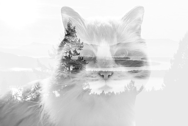 First Attempt at Double Exposure Editing