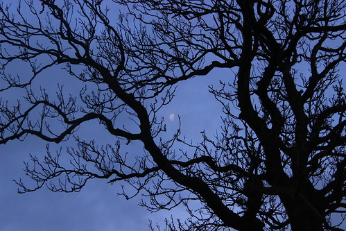 moon tree sky