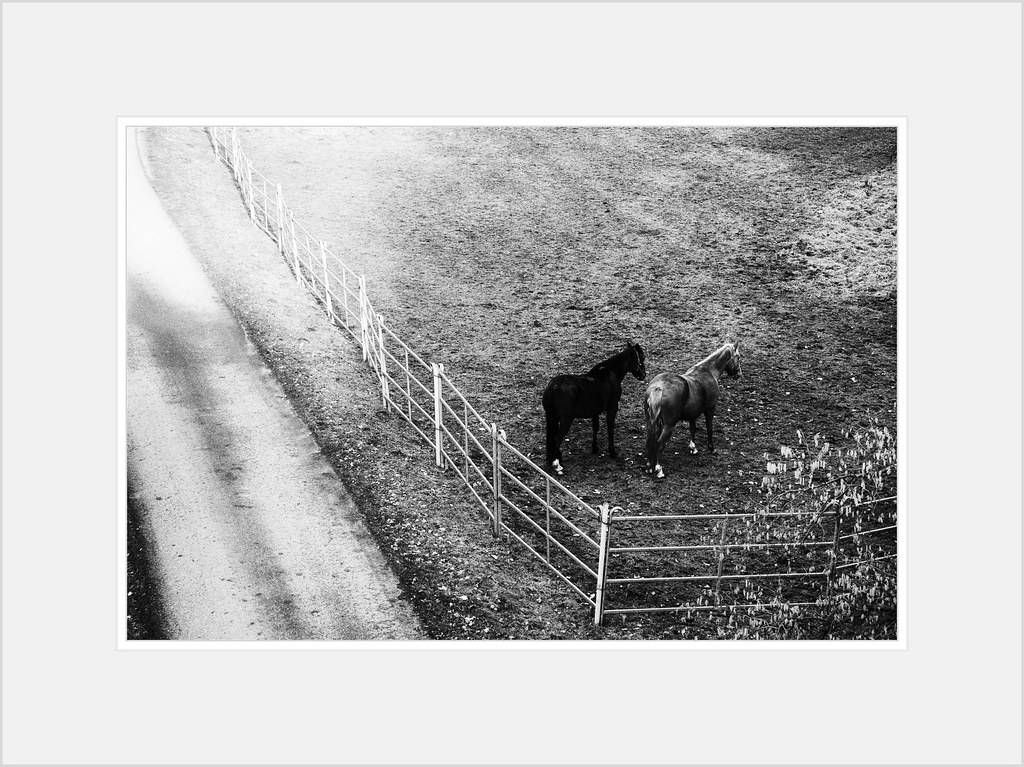 [two horses]
