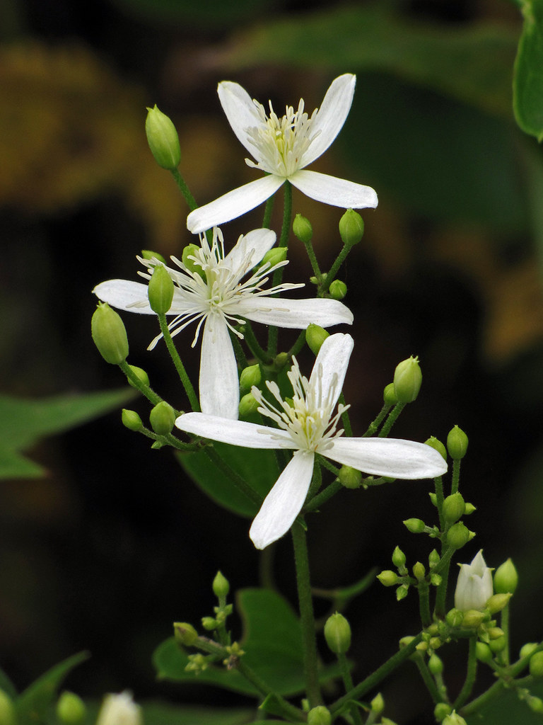 Clematis Virginiana At The Daniel Boone Native Gardens