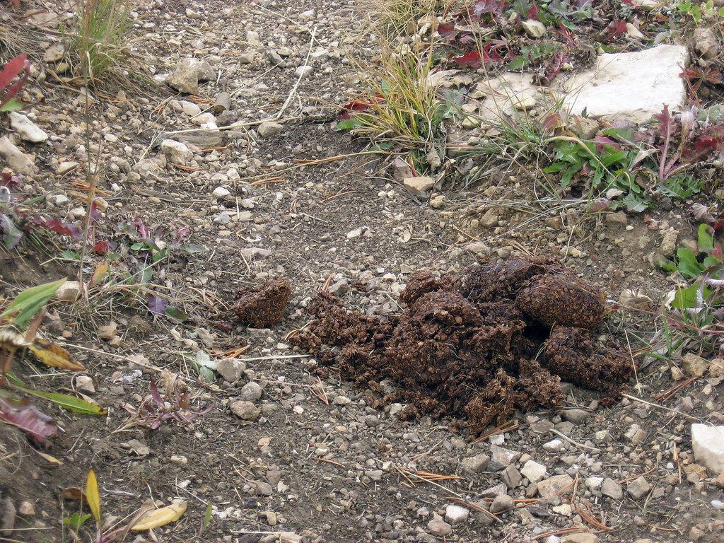 Wildlife98 (39046275002) — Grizzly bear scat at Red Mountain in the Lee Metcalf Wilderness near Big Sky, Montana.