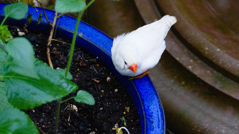 Stratford Butterfly Farm: zebra finch