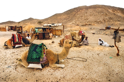 Ababda men and camrls, Eastern Desert, Egypt 2001 | Ababda B… | Flickr