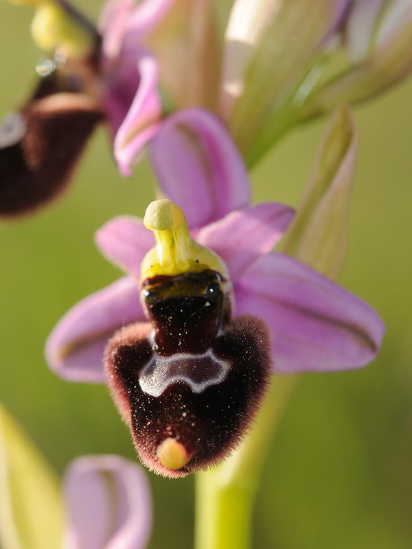 20170410-176F | Hybride Bertolonii-ähnliche × Übersehene Wespen-Ragwurz (Ophrys bertoloniiformis × neglecta) bei Borgo Celano. Apulien, 10.04.2017