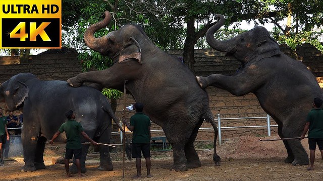 Elephant got talent show 2018 at the Dehiwala national zoo Sri Lanka- 4K video