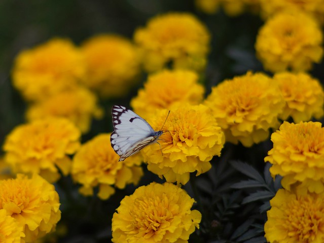 Pioneer white Butterfly