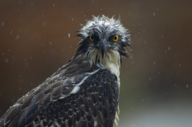 Falco pescatore - Osprey