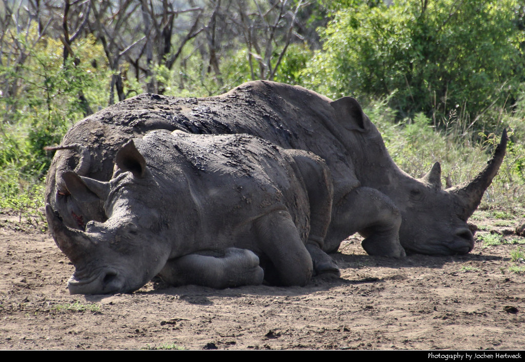 White rhinos taking a nap, Hluhluwe-iMfolozi-Park, South Africa