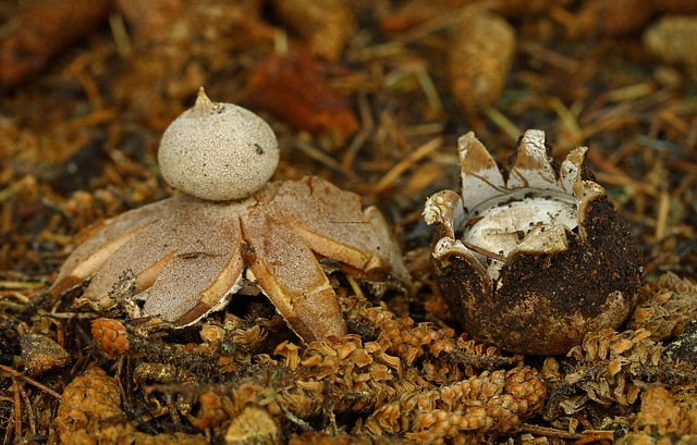 1 Geastrum campestre Field Earthstar on left and just opening 1 Geastrum floriforme Daisy Earthstar on the right G London 21.12.17 (21)
