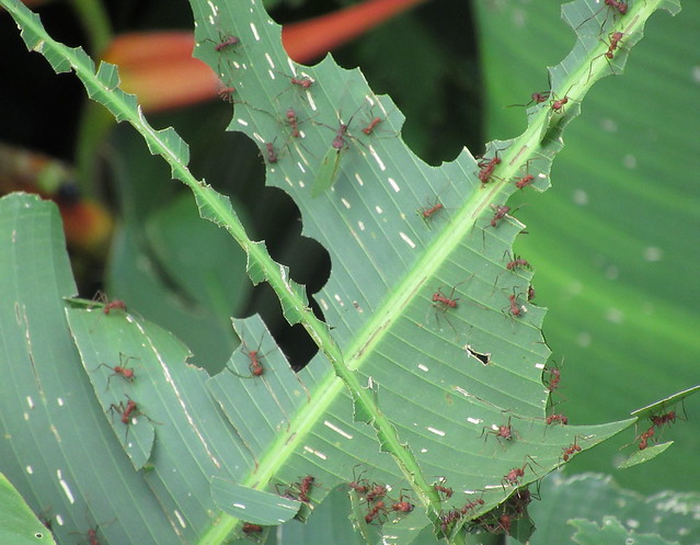 Leafcutter ants on Heliconia; 20170922; PA-Colón-Gamboa