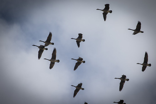 Photo of Canada Geese in Flight 