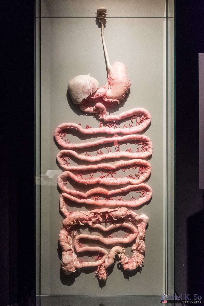 Digestive Tract, Body Worlds Pulse, California Science Cen… | Flickr