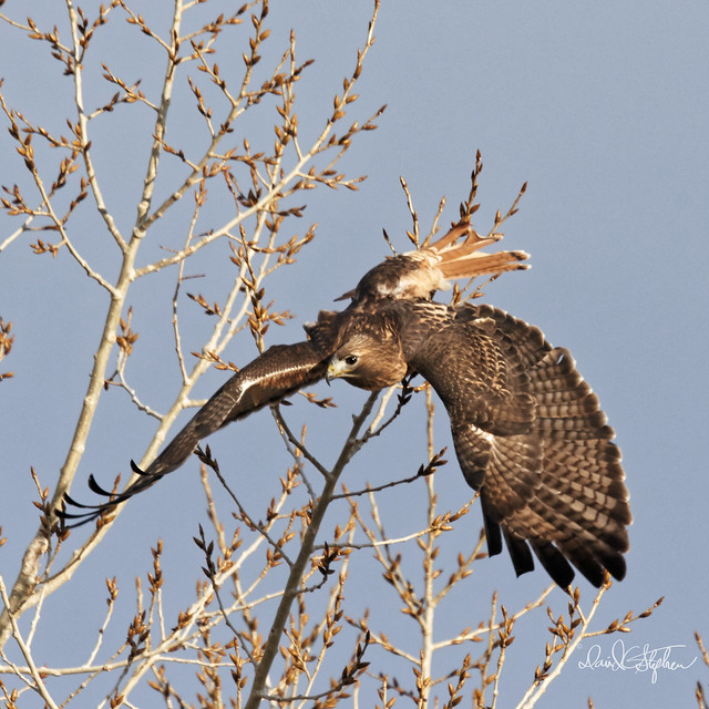 Red-tail Hawk Takes Flight