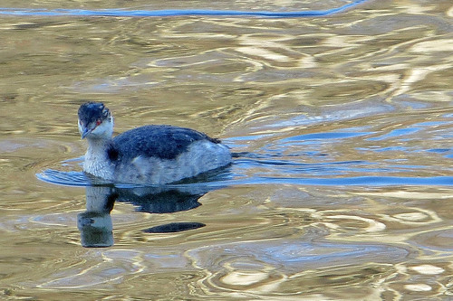 bird podicepsauritus water waterfowl gonavy