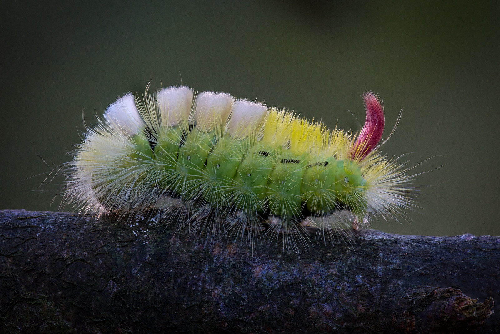 Insectos | Flickr