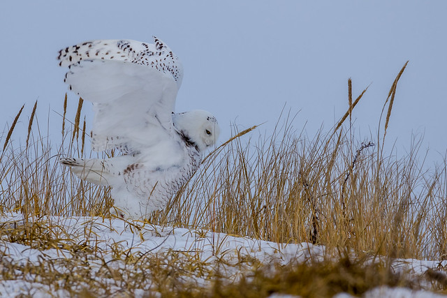Walking Female Snowy Owl