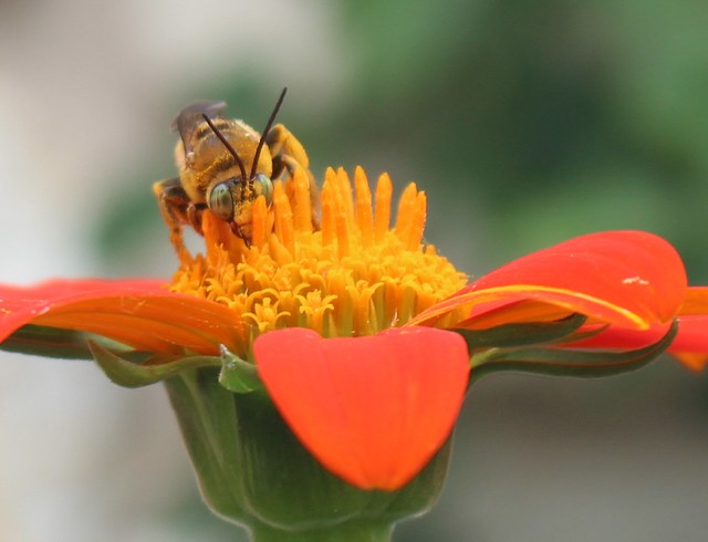 bee collecting pollen from pistil and stamen