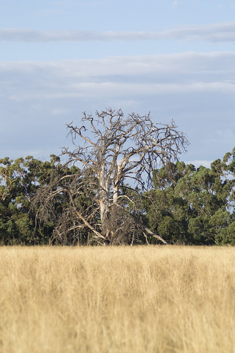 perth australia aussie old tree sky clouds sunny shining sun aged skull
