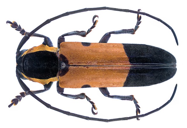 Tragocephala mniszechi Thomson, 1857
