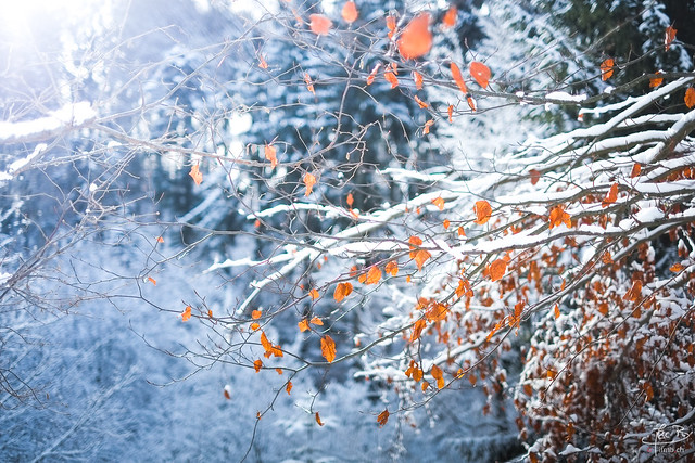 couleurs de l'hiver