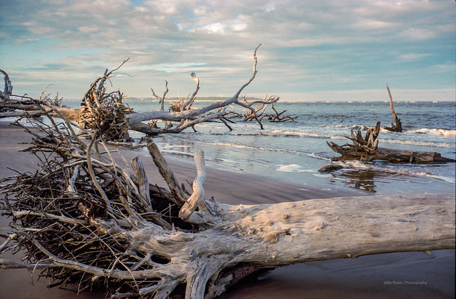 Driftwood 2 - Leica M2
