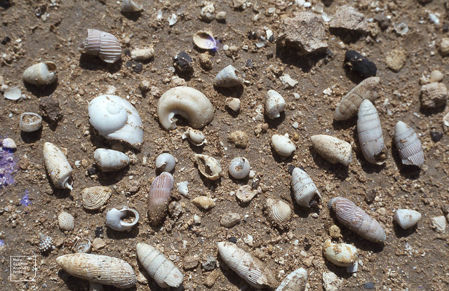 Fossil shells of old Salina. Matthewtown, Inagua