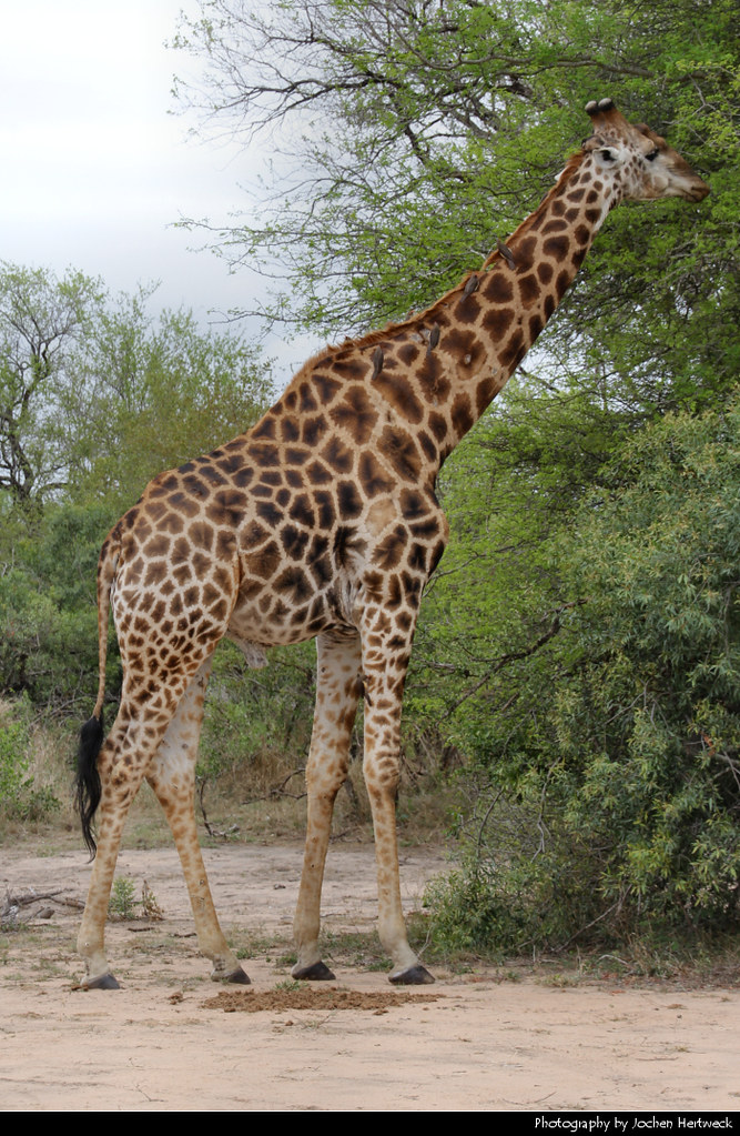 Giraffe, Kruger, NP, South Africa