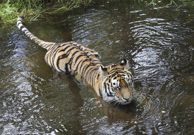 Bathing Amur tiger, Highland Wildlife Park, Kincraig, Highland, Scotland, UK