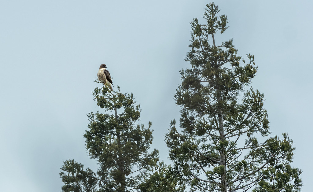 Red-tailed hawk in Ashland, Oregon