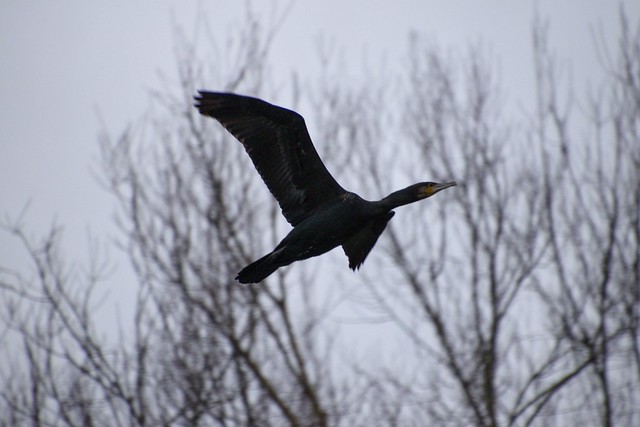 fliegender Kormoran