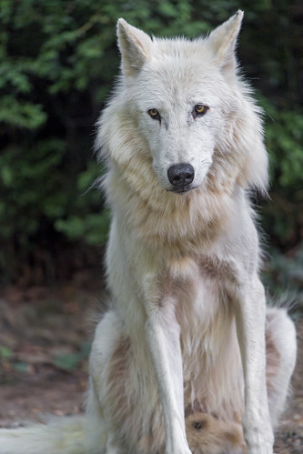 Another one of cesar | A photo of Cesar the white timberwolf… | Tambako ...