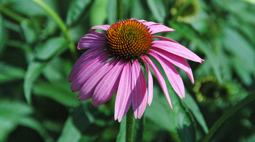 Echinacea purpurea (purple coneflower) 2 | Echinacea purpure… | Flickr