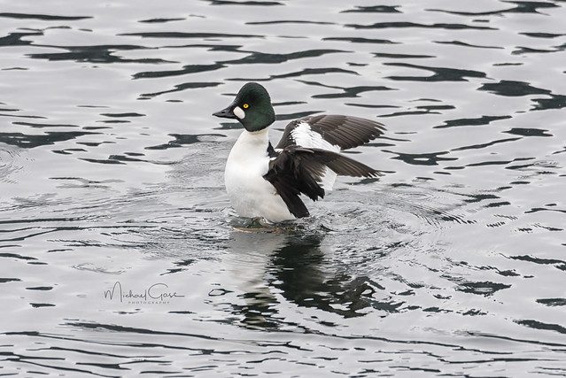 Golden Eye Duck Flapping His Wings