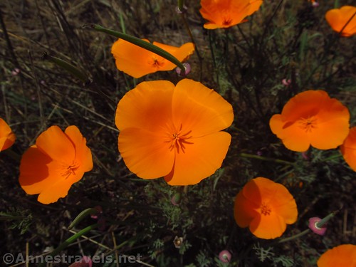 California Poppies near Fort Bragg, California