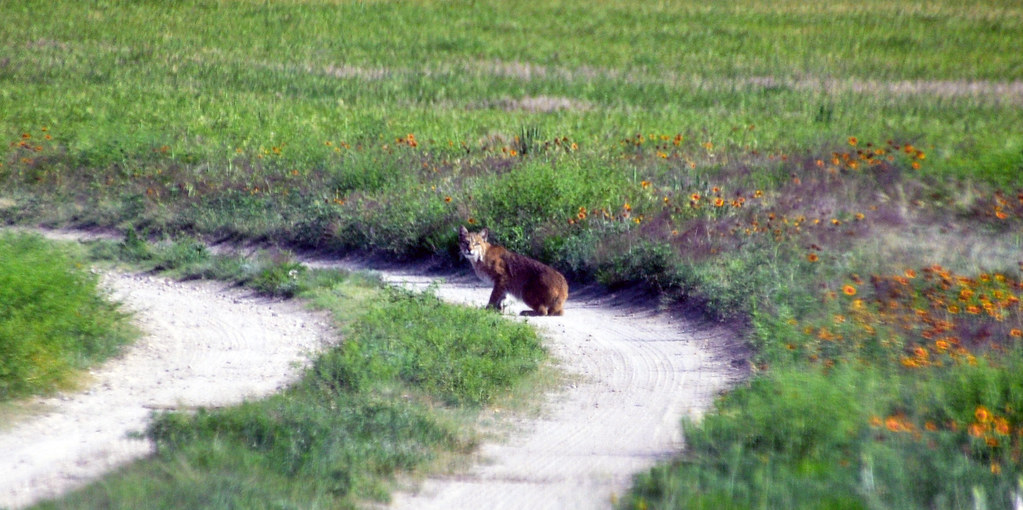 Lynx rufus (bobcat) (above Castle Rock chalk bluffs, Gove County, Kansas, USA) 2