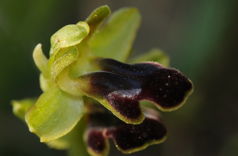 20170411-072F | Trauer-Ragwurz (Ophrys funerea) bei Mattinata. Apulien, 11.04.2017