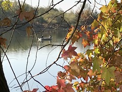 Through a Fall Tree @ Lake Ralphine