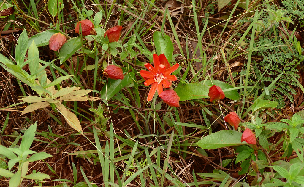 Red Passion Flowers (Passiflora coccinea)