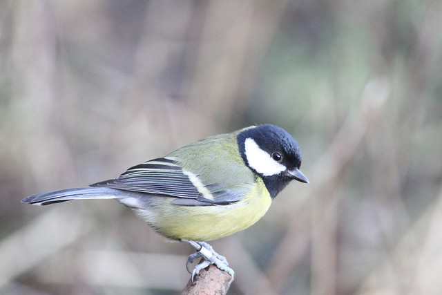 Great Tit - COTSWOLD WATER PRK 7TH JAN 2018