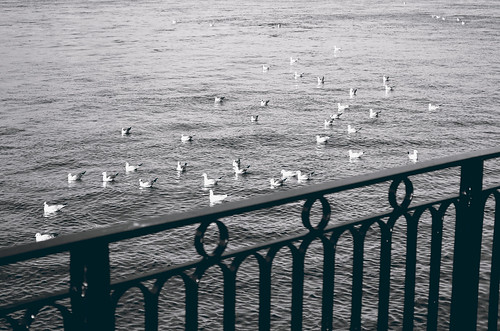 seagulls sea railings blackandwhite view birds animals