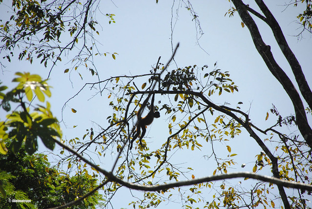 Apina loikkaamassa puusta toiseen