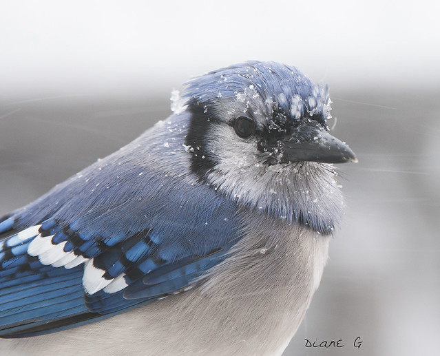 Blue Jay in a blizzard.