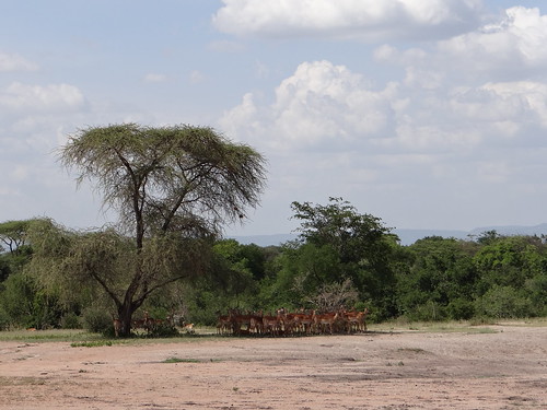 serengeti wildlife gazelle