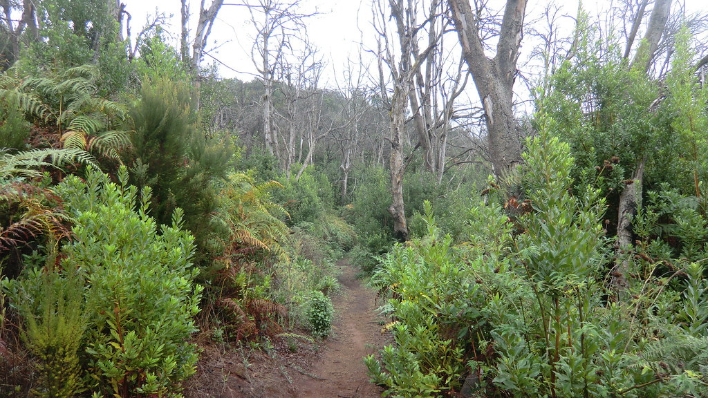 La Gomera (Spain's Canary Islands) - Parque Nacional de Garajonay: on a trail in the Laurel rain forest