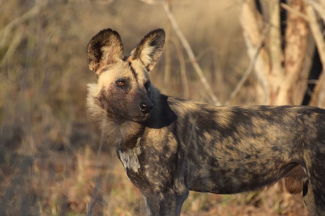 The African Wild Dog- A Portrait