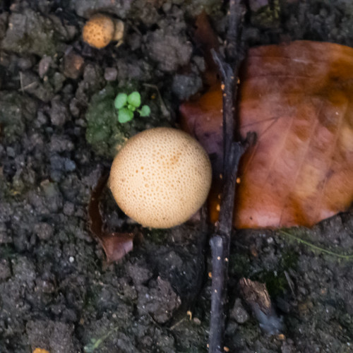 Tiny earthball, West Park