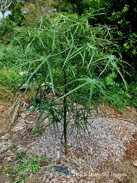 Brachychiton sp. Ormeau - Ormeau Bottle Tree