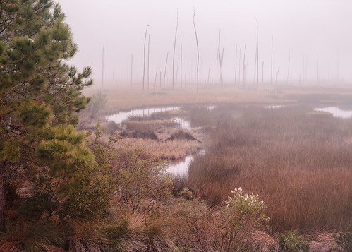 bulltownswamp canon georgia winter atmosphere color fog landscape marsh mist mood nature swamp