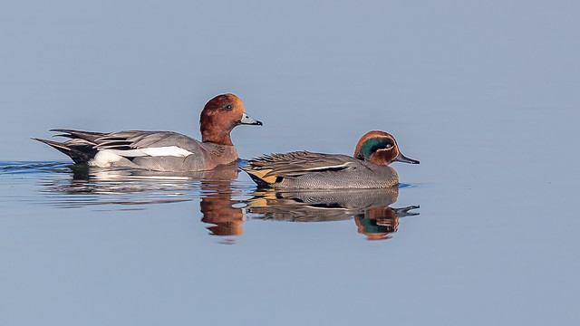 Teal And Wigeon